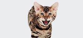 Collezione - Gatti